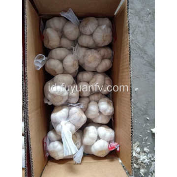 5,5cm bawang putih putih normal